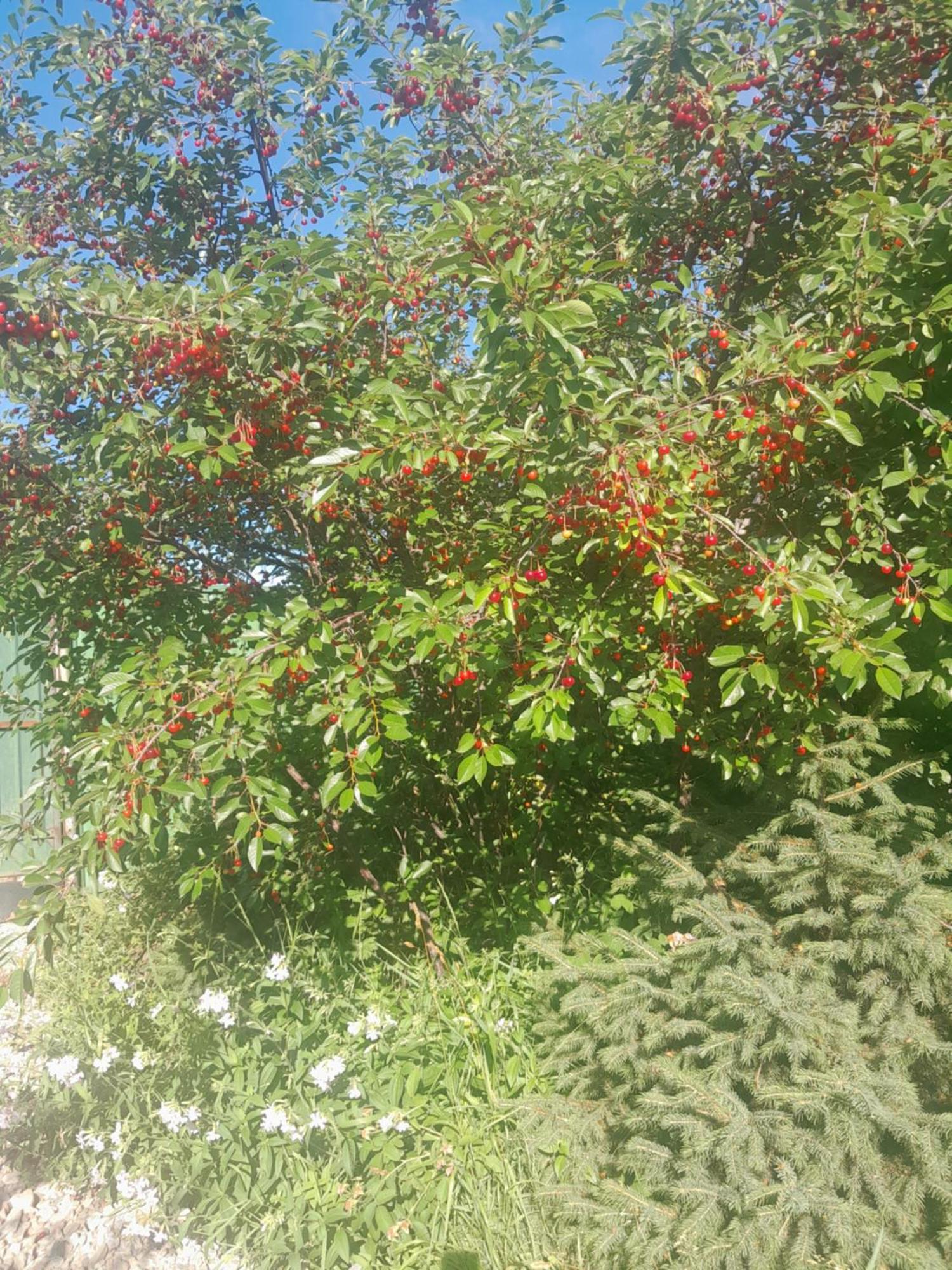 Waterfall In The Yard Karakol Exterior photo